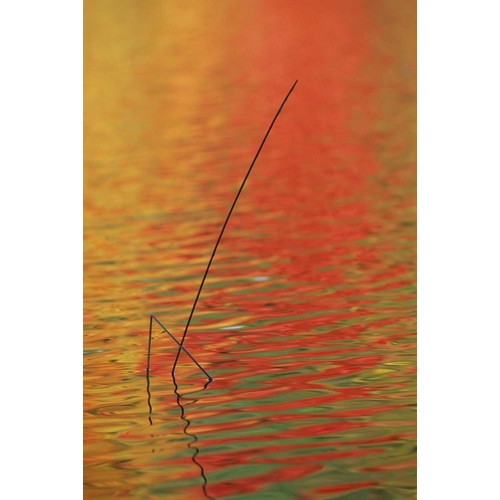 MI, Upper Peninsula, Two lake reeds in autumn